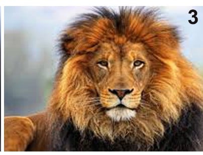 twin-flame-lion