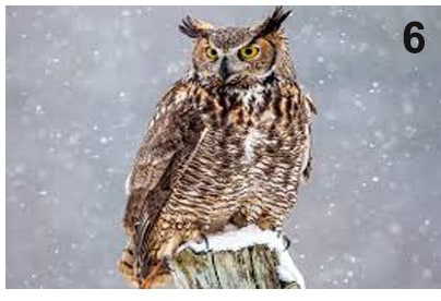 twin-flame-owl