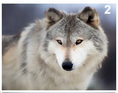 twin-flame-wolf