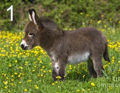 donkey-spirit-animal