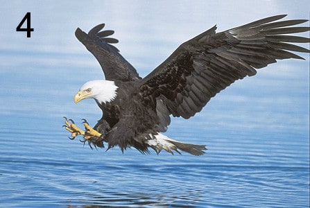 eagle-spirit-animal