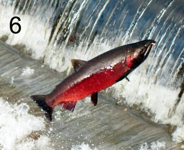 salmon-spirit-animal
